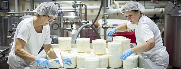 Susan Prokop, left, and Mariann Fessenden, of Tumino Cheese Company, finish putting cheese into molds at the food science pilot plant in Stocking Hall. Photo by Jason Koski cornell cheesemakers1