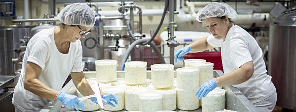 cornell cheesemakers1