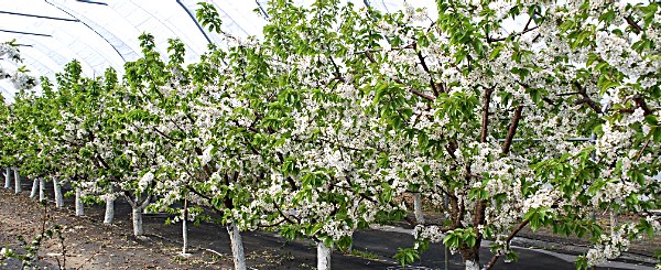 cornell cherrytrees