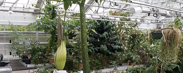 Photo from Liberty Hyde Bailey Conservatory Titan Arum Livestream cornell corpse flower