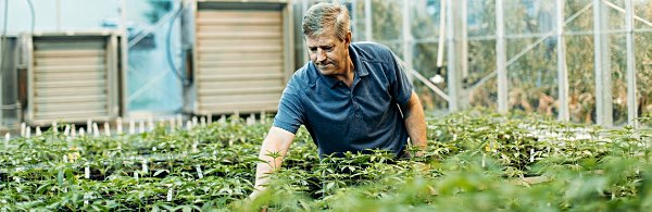 Cornell Professor in the Horticulture Section of the School of Integrative Plant Sciences Larry Smart, in a greenhouse examining industrial hemp. Photo by Justin Muir, Cornell University cornell hemp repository