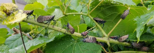 cornell lanternflies