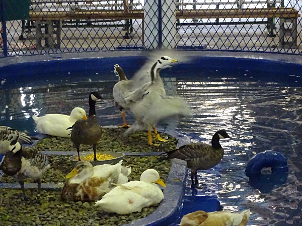 2019 NY State Fair Photo by Karen Veaner