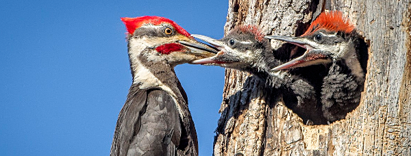 Pileated Woodpecker Photo by Shirley Donald clo Pileated Woodpecker Shirley Donald ML61220391