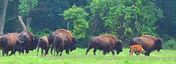 Glenwood Farms in Ithaca is a local producer listed on MeatSuite.com. They sell bison meat and specialty products directly to the consumer.” Photo: Glenwood Farms, used by permission. coop extension glenwood farms