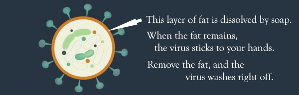 Why soap fights coronavirus