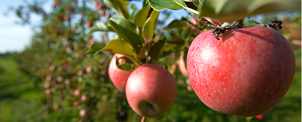 farmday apples lindsay france cornellu