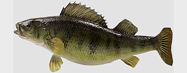 bass