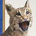 bobcat_120