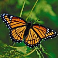 Monarch Butterfly