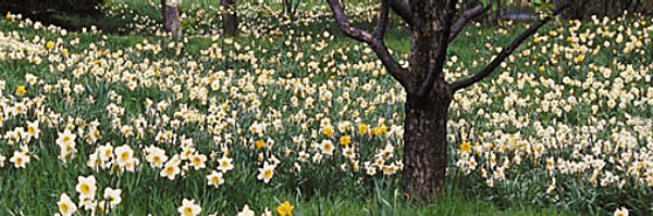 daffodils