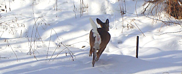 Village Deer Management Program