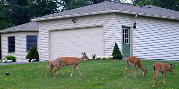 Village Deer Management Program