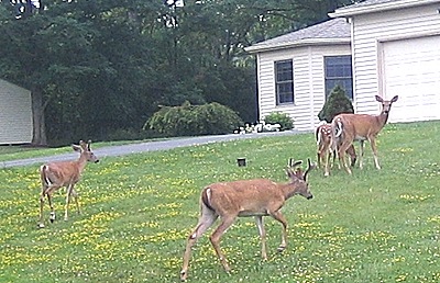 Deer at the entrance to the Autumn Ridge development deer athouse400