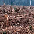 deforestation 120