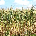 farm3 120