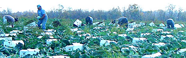 Migrant workers on turek Farm