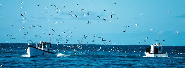 fishing boats