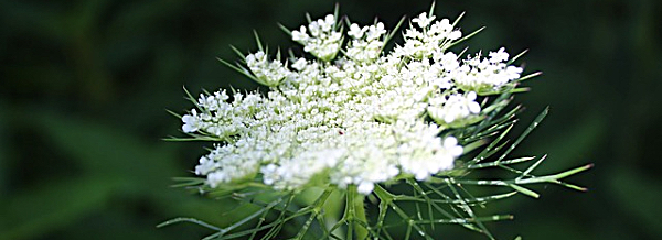 hemlock