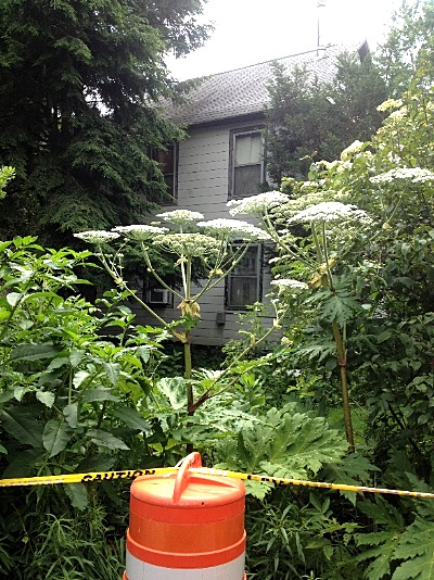 At least two large Giant Hogweed stalks were spotted on Mill Stret in Ludlowville. The Lansing Highway Department put barrels and tape in front of them to help keep people from being exposed. hogweed400