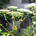 hogweed_ludlowville_120