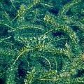 hydrilla