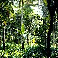 rainforest