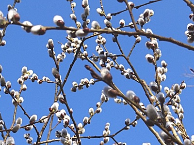 suzana pussywillow