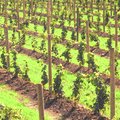 wine_vineyard120