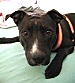 Dozer