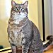 Reba cat