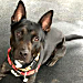 Vader dog