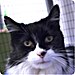 buddycat