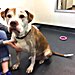 buddythedog