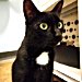 delilah cat