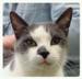 djkitty