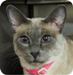 lucy-siamese