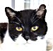 moocow cat
